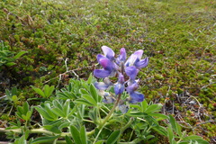 Lupinus nootkatensis
