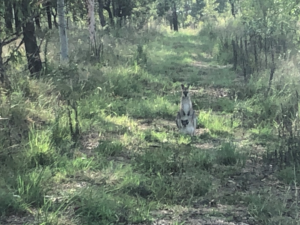 Spring Wallaby Red-necked Wallaby from Spring Creek QLD 4343, Australia on February 07 ...