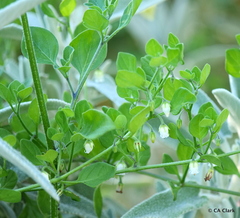 Salpichroa origanifolia