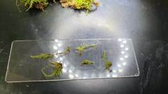 Sciuro-hypnum populeum