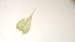 Sciuro-hypnum populeum