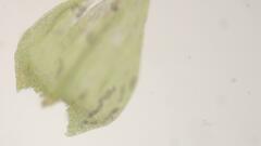 Sciuro-hypnum populeum