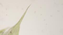 Sciuro-hypnum populeum