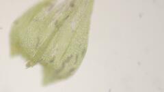 Sciuro-hypnum populeum