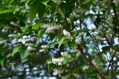 Lyonia ovalifolia