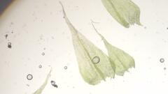 Sciuro-hypnum populeum