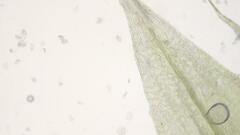 Sciuro-hypnum populeum