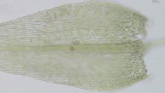 Sciuro-hypnum populeum