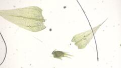 Sciuro-hypnum populeum