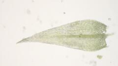 Sciuro-hypnum populeum