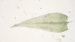 Sciuro-hypnum populeum