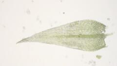 Sciuro-hypnum populeum