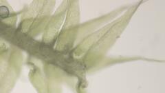 Sciuro-hypnum populeum