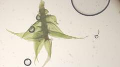 Sciuro-hypnum populeum