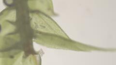 Sciuro-hypnum populeum