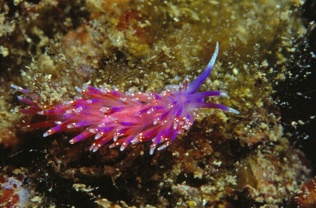 Piseinotecus