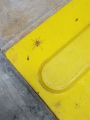 Cithaeron praedonius