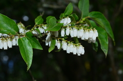 Lyonia ovalifolia