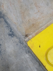 Cithaeron praedonius