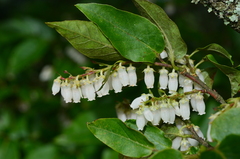 Lyonia ovalifolia