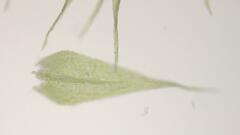 Sciuro-hypnum populeum