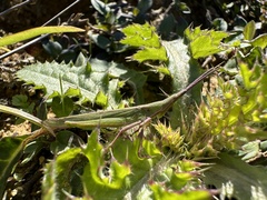 Atractomorpha sinensis