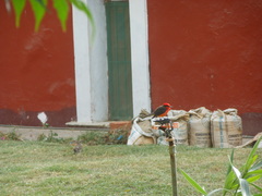 Pyrocephalus rubinus