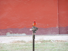 Pyrocephalus rubinus