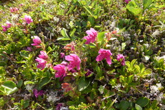 Rhododendron camtschaticum