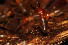 Syntermes molestus