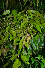 Quercus stenophylloides