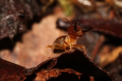 Syntermes molestus