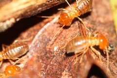 Syntermes molestus