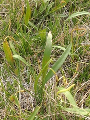 Ophioglossum thermale