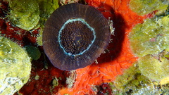 Scolymia cubensis