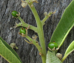 Ozoroa paniculosa
