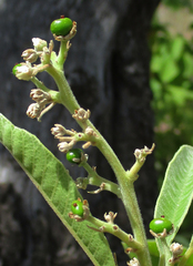 Ozoroa paniculosa