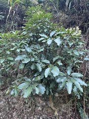 Heptapleurum heptaphyllum