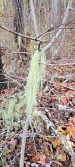 Usnea scabrata