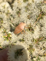 Coleotichus costatus