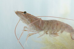 Penaeus duorarum