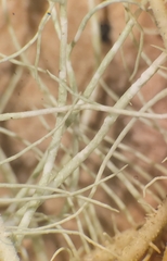 Usnea scabrata