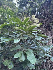 Heptapleurum heptaphyllum