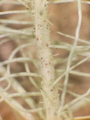 Usnea scabrata