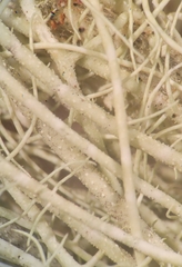 Usnea scabrata