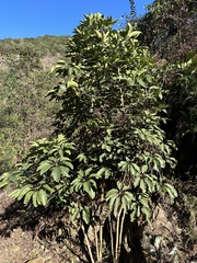 Heptapleurum heptaphyllum