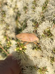 Coleotichus costatus