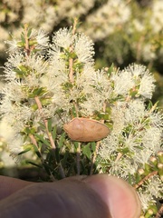 Coleotichus costatus