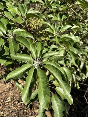 Heptapleurum heptaphyllum