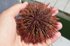 Lytechinus variegatus